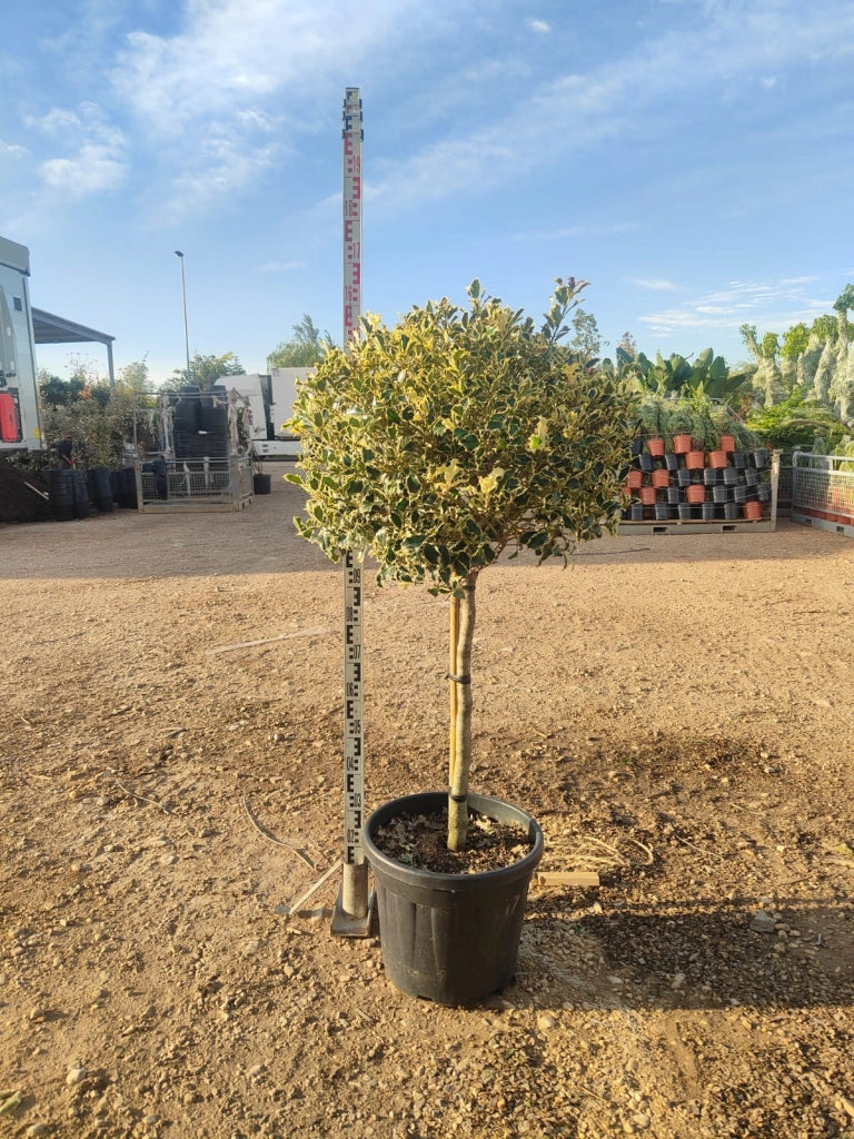AGRIFOGLIO VARIEGATO ILEX AQUIFOLIUM ARGENTEOMARGINATA ALBERELLO VASO 40