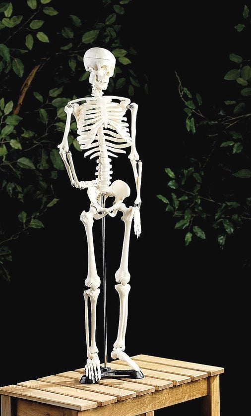 Modello Anatomico Decorativo 85 cm - Modello per l'Istruzione