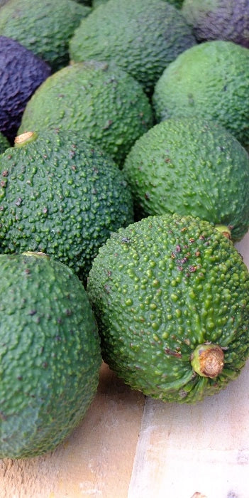 Avocado Orotava - Persea Americana Pianta da Frutto Frutta Foto Reali simil Hass