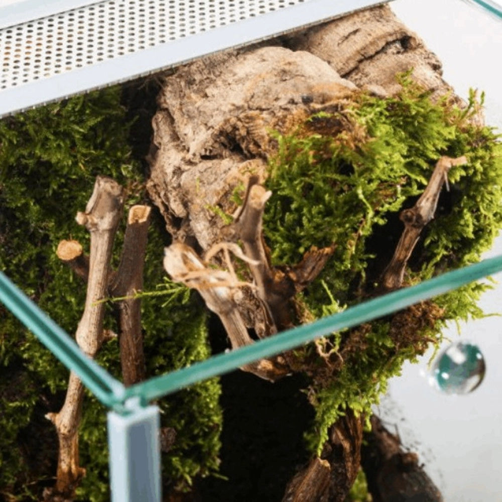 Diversa Terrario in Vetro con Apertura Scorrevole Dimensioni: cm15x15x20h (nano)