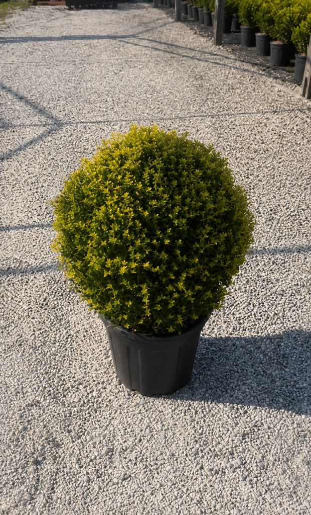 Gardenaria Agrifoglio - Ilex crenata 'Kinme' - Arbusto ornamentale da giardino Altezza: 30/35 cm (vaso19)