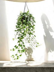 Gardenaria Edera - Hedera helix 'Mint Kolibri' - Pianta da interno ornamentale Altezza: 50 cm (vaso 19)