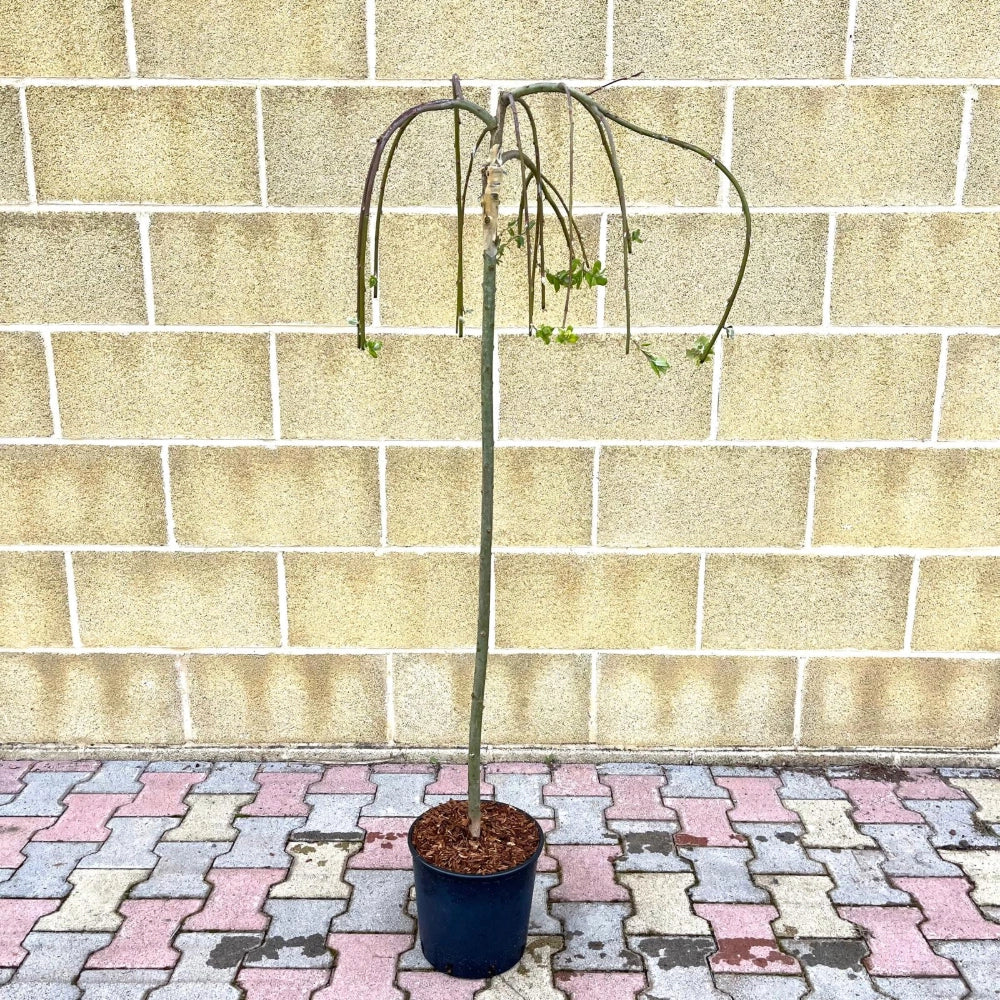 Pianta di SALIX CAPREA salice ornamentale PIANGENTE in vaso 24 cm AMDGarden