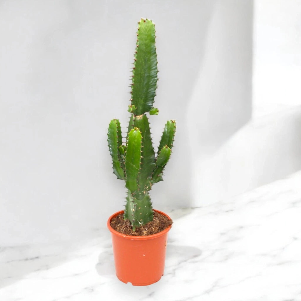 Gardenaria Euphorbia acrurensis - Pianta da interno ornamentale Altezza: 75 cm (vaso 17)