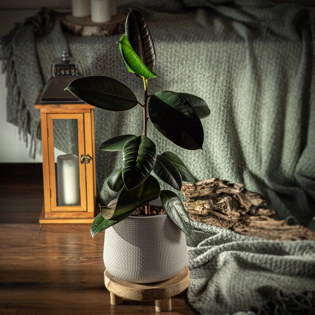 Vaso da fiori KADAX con supporto, 13 cm, coperchio in sughero, beige.