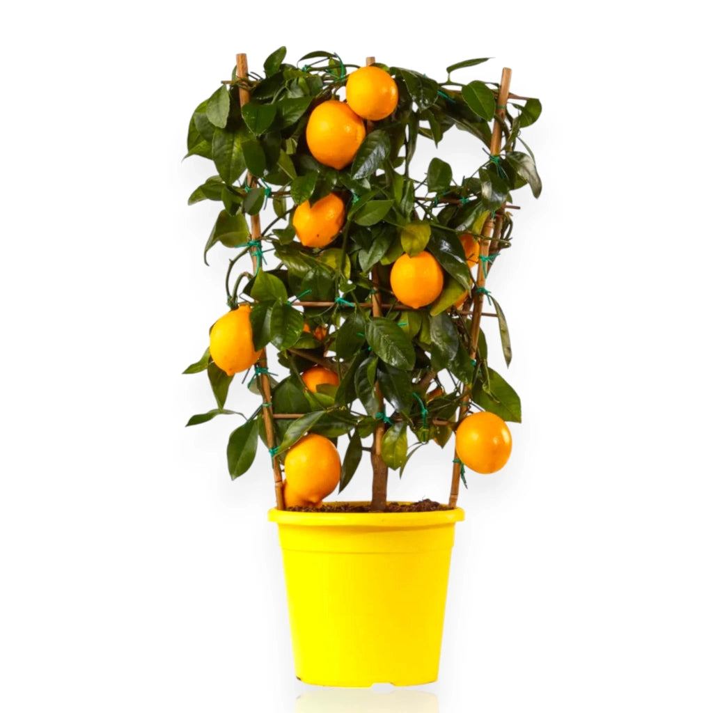 Gardenaria Limone Meyer - Citrus × meyeri - Pianta di agrume da frutto in vaso Altezza: 70/80 cm (vaso 22)