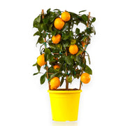 Gardenaria Limone Meyer - Citrus × meyeri - Pianta di agrume da frutto in vaso Altezza: 70/80 cm (vaso 22)