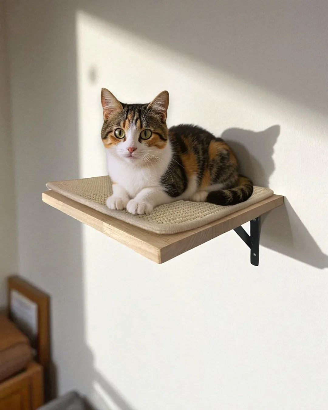 Cremagliera per gatti ad ancora