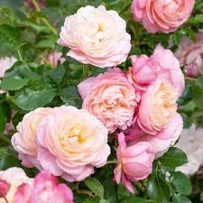MEILLAND Rosa David Hockney giallo intenso rifiorente profumata vigorosa