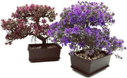 Pianta Bonsai Artificiale - Pianta Bonsai Artificiale - Boom Bonsai Giapponese - Pianta Artificiale Realistica - Pianta Bonsai Artificiale - Pianta Finta per Ufficio/Finestra/Terrazza Decorazione per Tavolo Decorazione per Ufficio, 2 pezzi