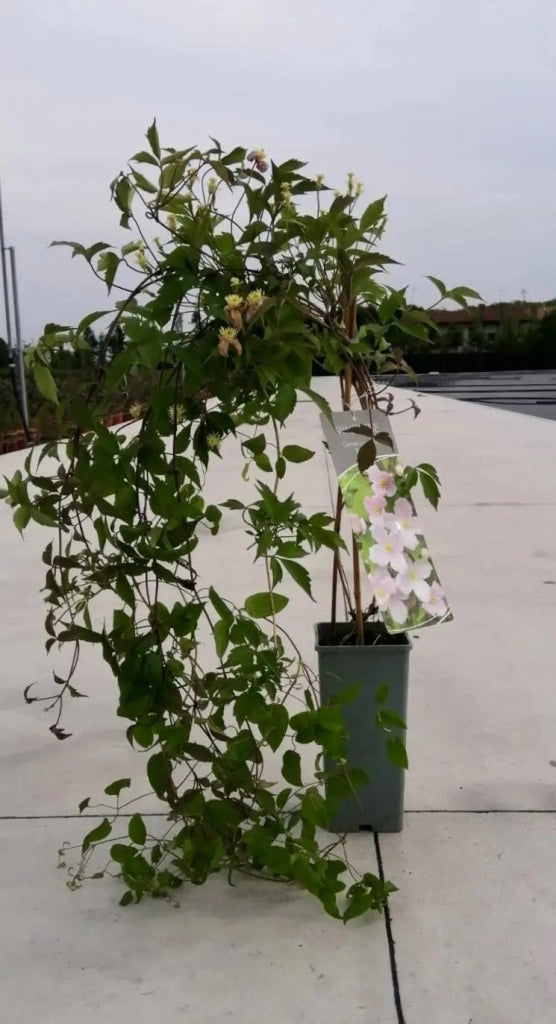 Gardenaria Clematis montana 'Rubens' - Pianta rampicante ornamentale da esterno Altezza: 100/125 cm (vaso19)