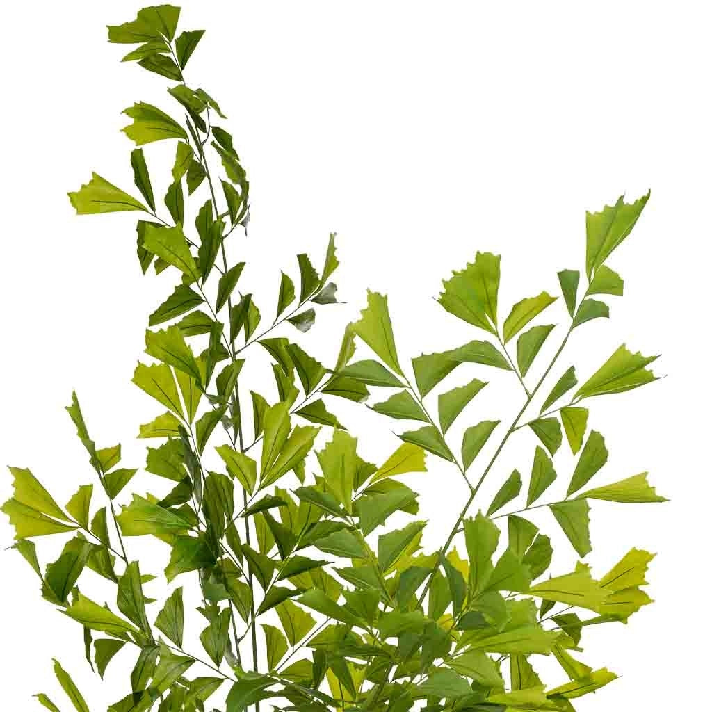 Artificiale decorativo Caryota ochlandra verde 90x70x250