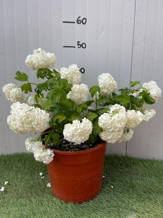 Pianta Palla di neve Viburnum Opulus Pallon di maggio Foto Reali Vaso 18cm