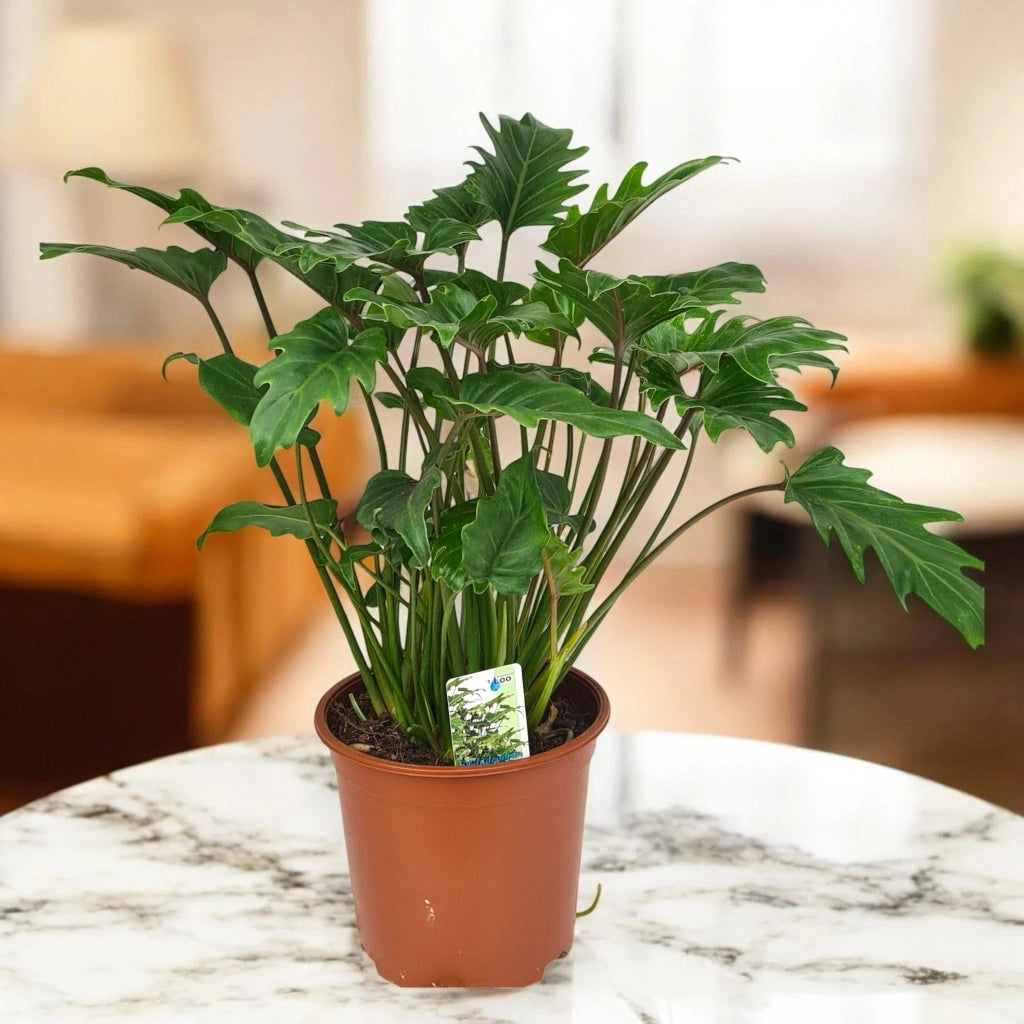 Gardenaria Philodendron 'Xanadu' - Pianta da interno ornamentale Altezza: 40/50 cm (vaso22)