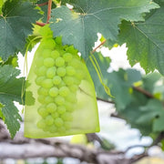 Sacchetti di protezione per uva - Protezione frutta - Translucido