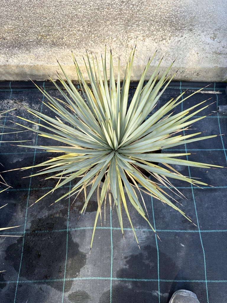 Yucca Rostrata Vaso 24 cm Pianta Grassa Architettonica Resistente al Gelo