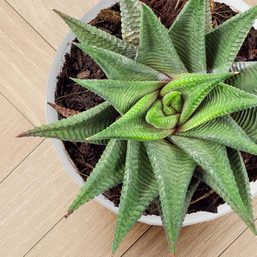 Vaso da fiori KADAX, fioriera, coperchio, 25 cm, supporto per fiori, plastica bianca, 3 pezzi.