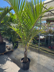 Hyophorbe verschaffeltii (Palma Mascarena) h 2,0 m vaso 35 cm foto reale