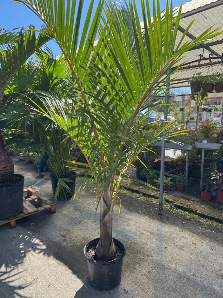 Hyophorbe verschaffeltii (Palma Mascarena) h 2,0 m vaso 35 cm foto reale