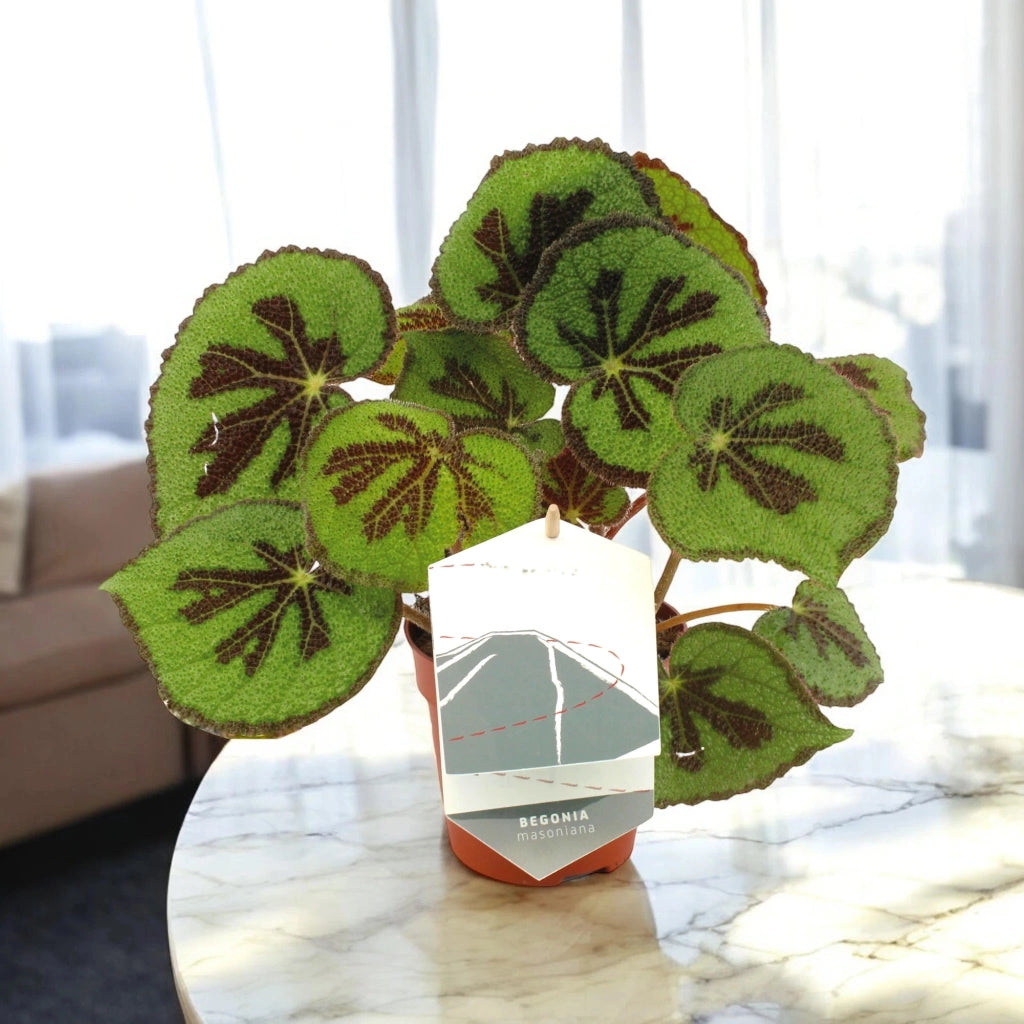 Gardenaria Begonia masoniana - Pianta da interno ornamentale Altezza: 30 cm (vaso 12)