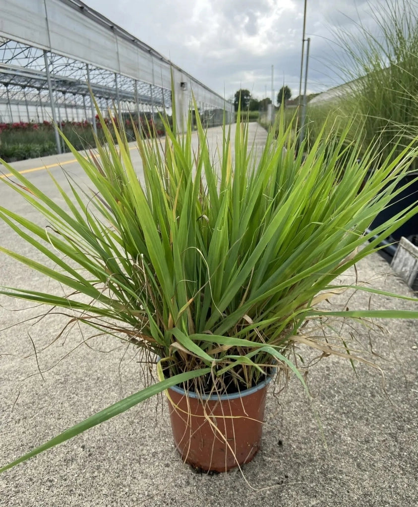 Gardenaria Calamagrostis acutiflora 'Overdam' - Graminacea ornamentale da esterno Altezza: 100 cm (vaso 24)