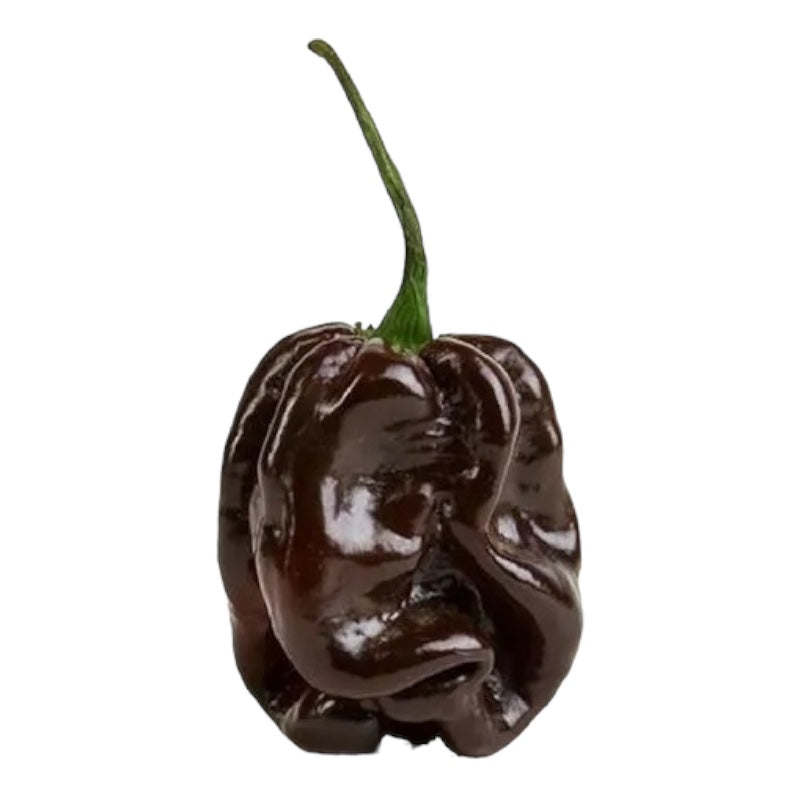 1 Pianta di PEPERONCINO PICCANTE HABANERO CHOCOLATE IN VASO 17 CM peperoncini