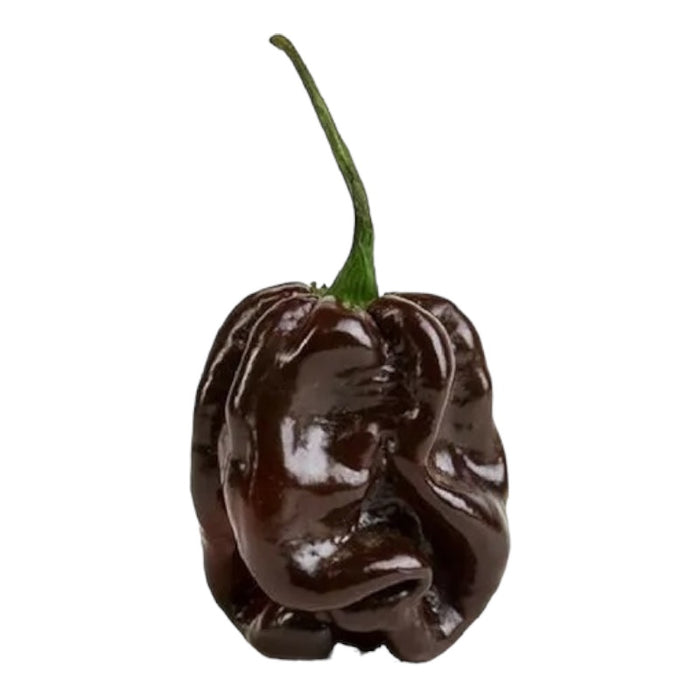 1 Pianta di PEPERONCINO PICCANTE HABANERO CHOCOLATE IN VASO 17 CM peperoncini