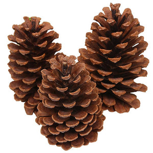 Cf 15 Pigne Grandi 15Pz