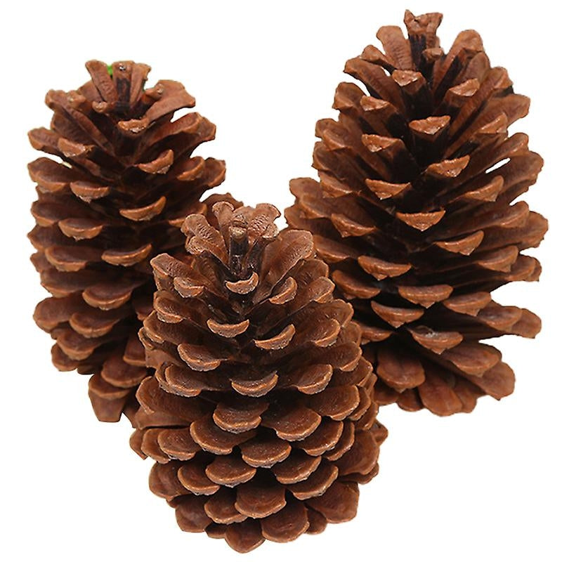 Cf 15 Pigne Grandi 15Pz