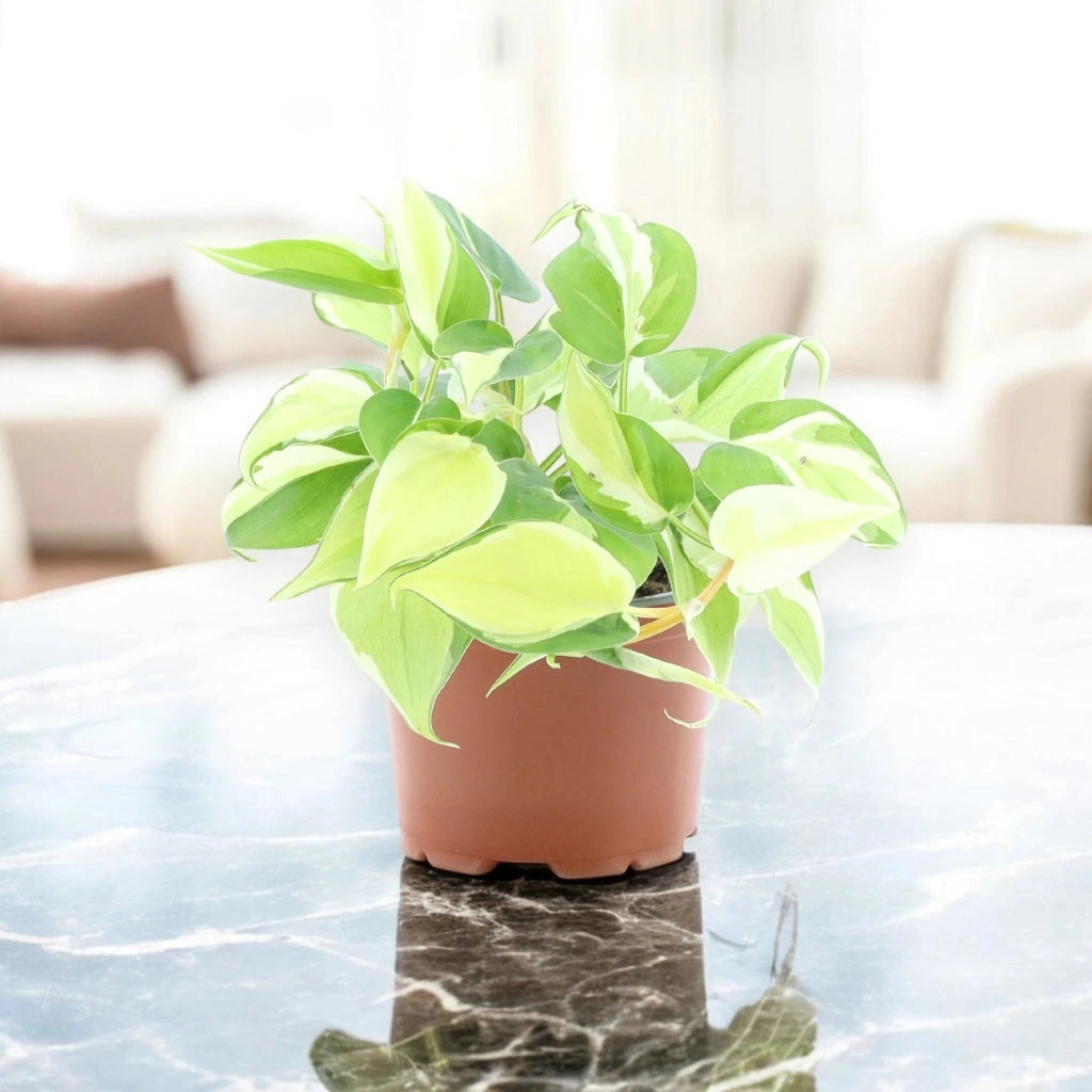 Gardenaria Philodendron scandens 'Rio' - Pianta da interno ornamentale Altezza: 30 cm (vaso 12)