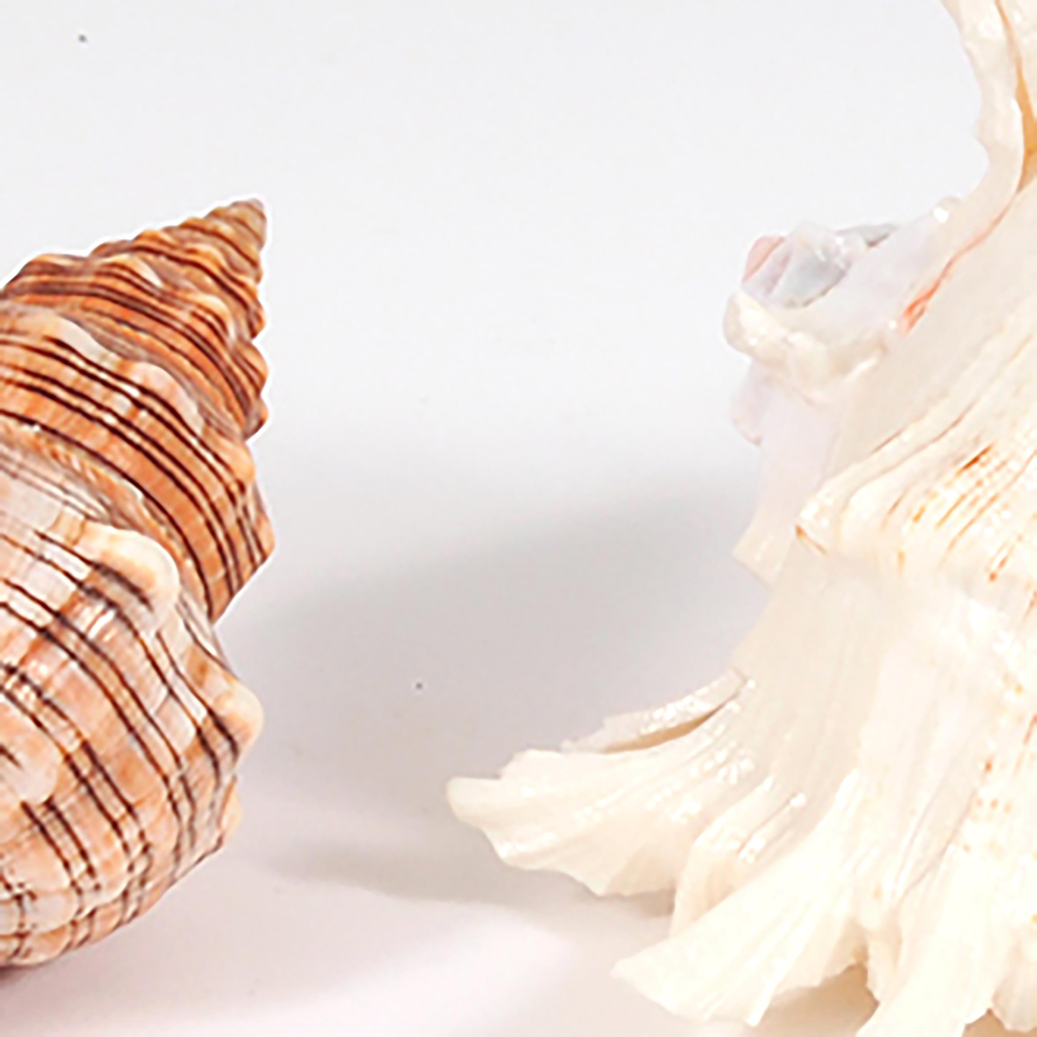 Conchiglie 3 Pz Miste Larghezza 17 cm