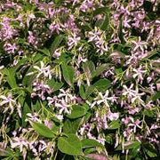 Trachelospermum asiaticum "Pink Shower" falso gelsomino rosa H 130cm