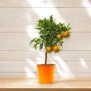 Gardenaria Clementino - Citrus clementina - Pianta di agrume da frutto in vaso Altezza: 40 cm (vaso 15)