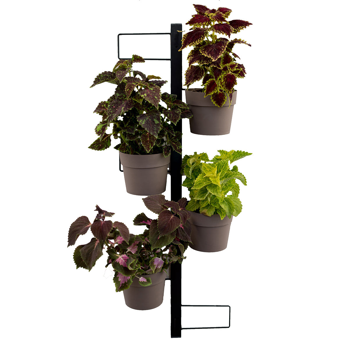 IRIS Fioriera a parete Completa Di 6 Vasi Pensili Comby Diametro Cm 14