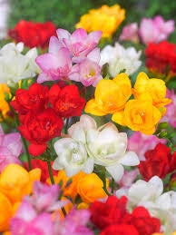 Bulbi di Fresia Doppia Assortito 5+ – Fiori profumati e colorati