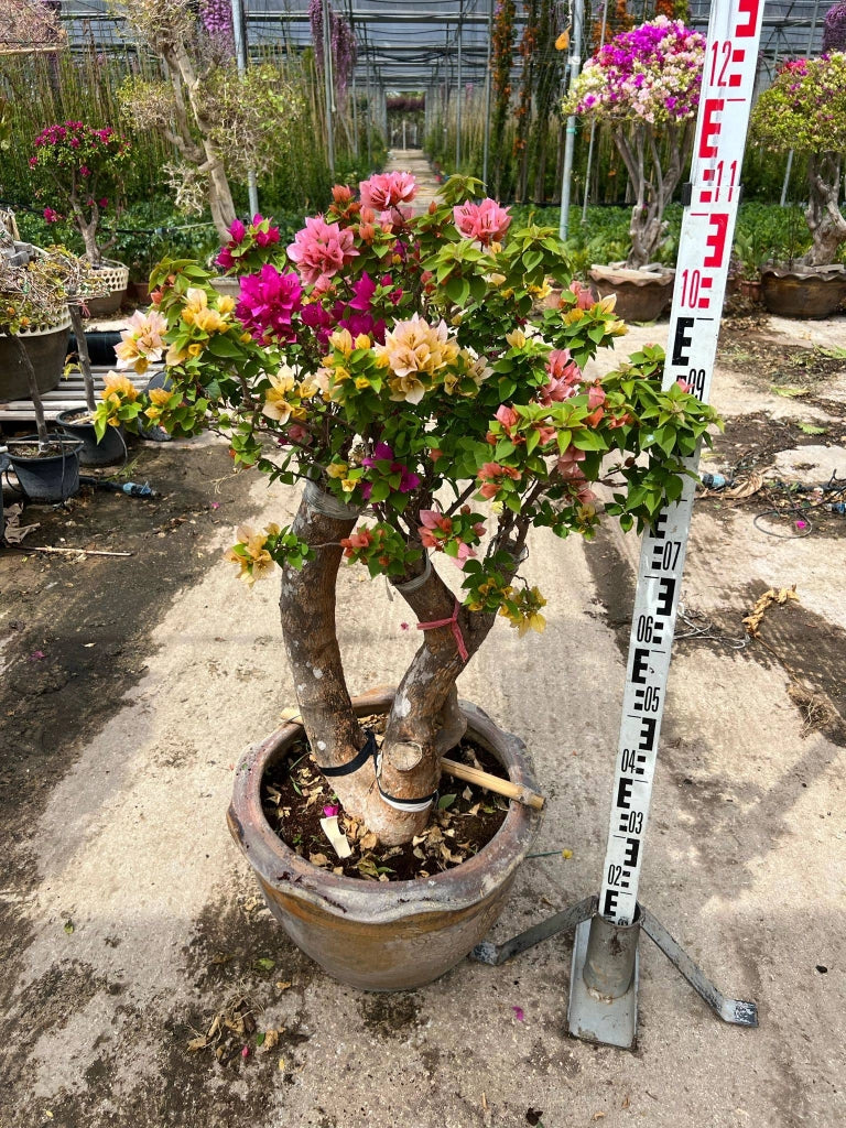 BOUGANVILLEA MULTICOLOR (BUGANVILLEA) BONSAI MINITHAI VASO 45