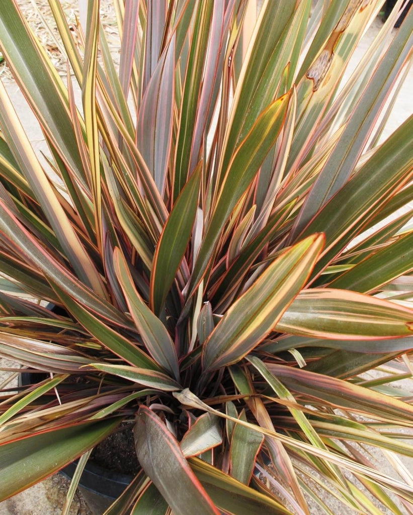 Phormium Sundowner – Pianta Sempreverde Ornamentale in Vaso 24 Decorativa