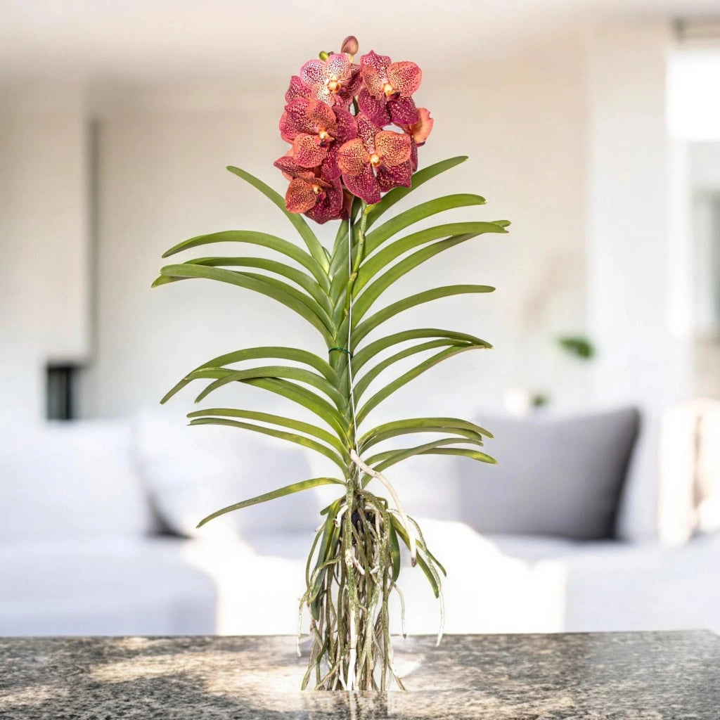 Gardenaria Vanda 'Leopard Coral' - Pianta da interno ornamentale Altezza: 80 cm (vaso 15)