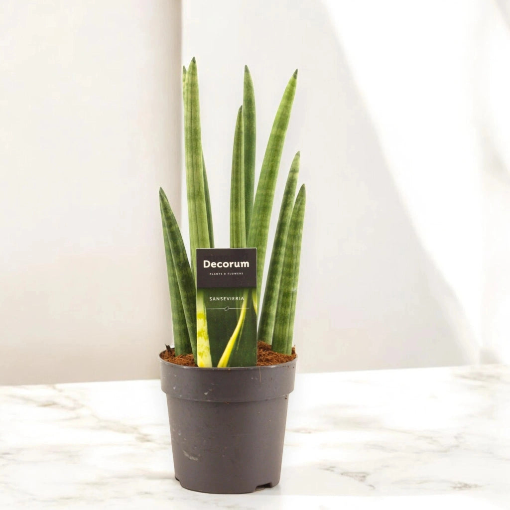 Gardenaria Sansevieria cylindrica 'Rocket' - Pianta da interno ornamentale Altezza: 35 cm (vaso 12)