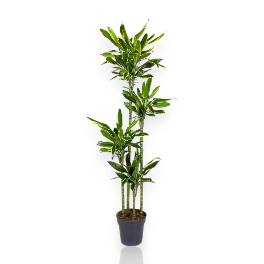 Gardenaria Dracaena fragrans 'Golden coast' - Pianta da interno ornamentale Altezza: 110 cm (vaso 22)