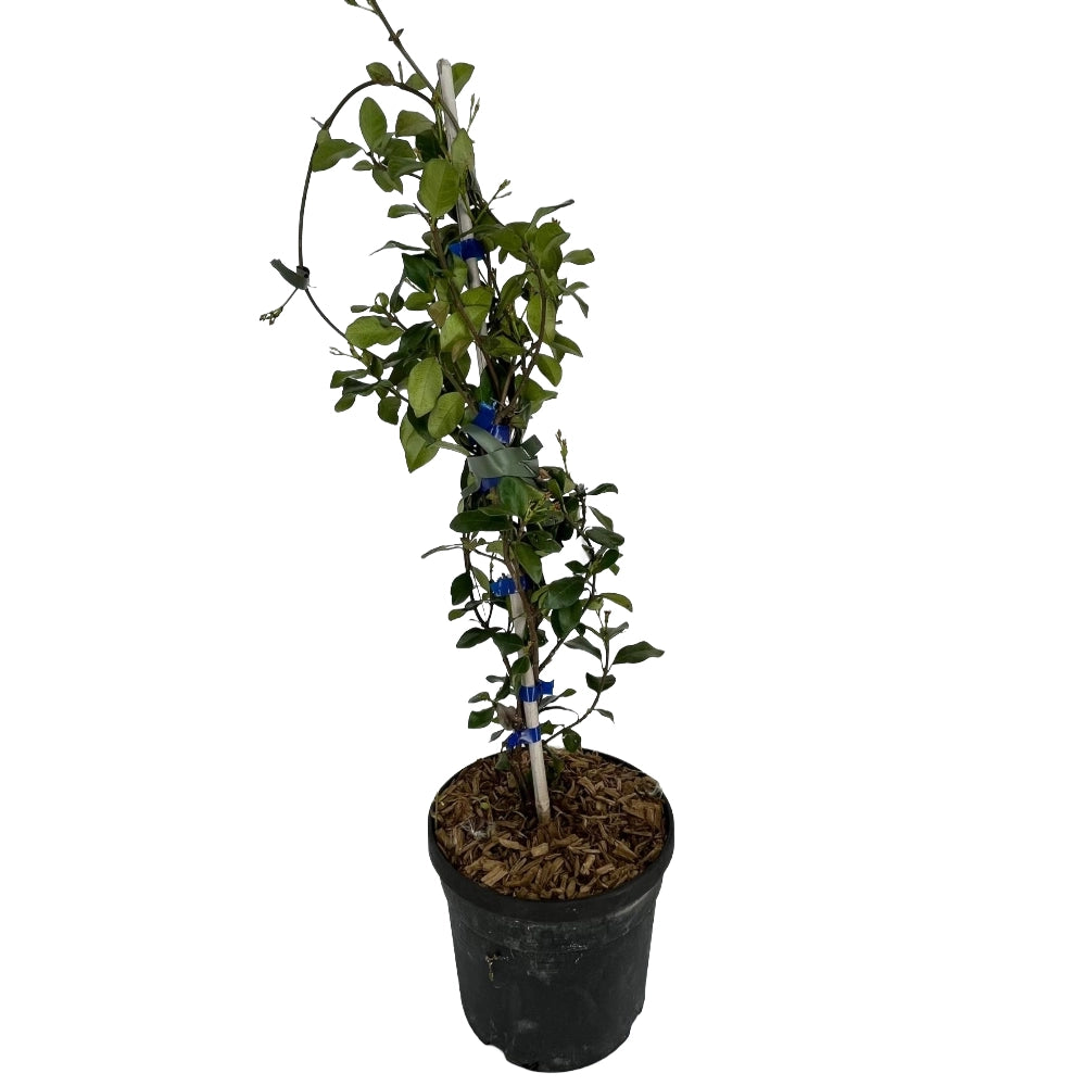 Pianta di RHINCOSPERMUM CHRISTABEL BIELENBERG falso gelsomino giallo vaso18