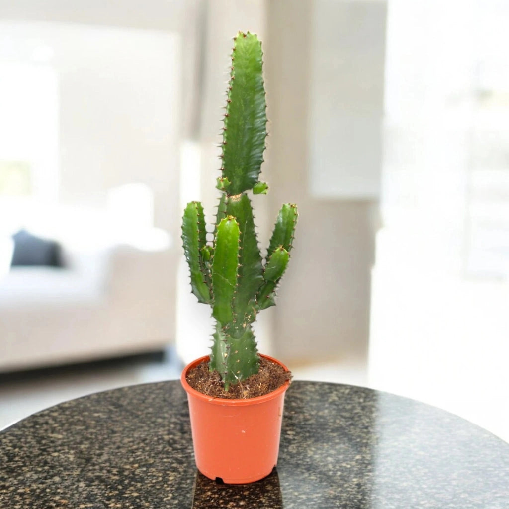 Gardenaria Euphorbia acrurensis - Pianta da interno ornamentale Altezza: 75 cm (vaso 17)