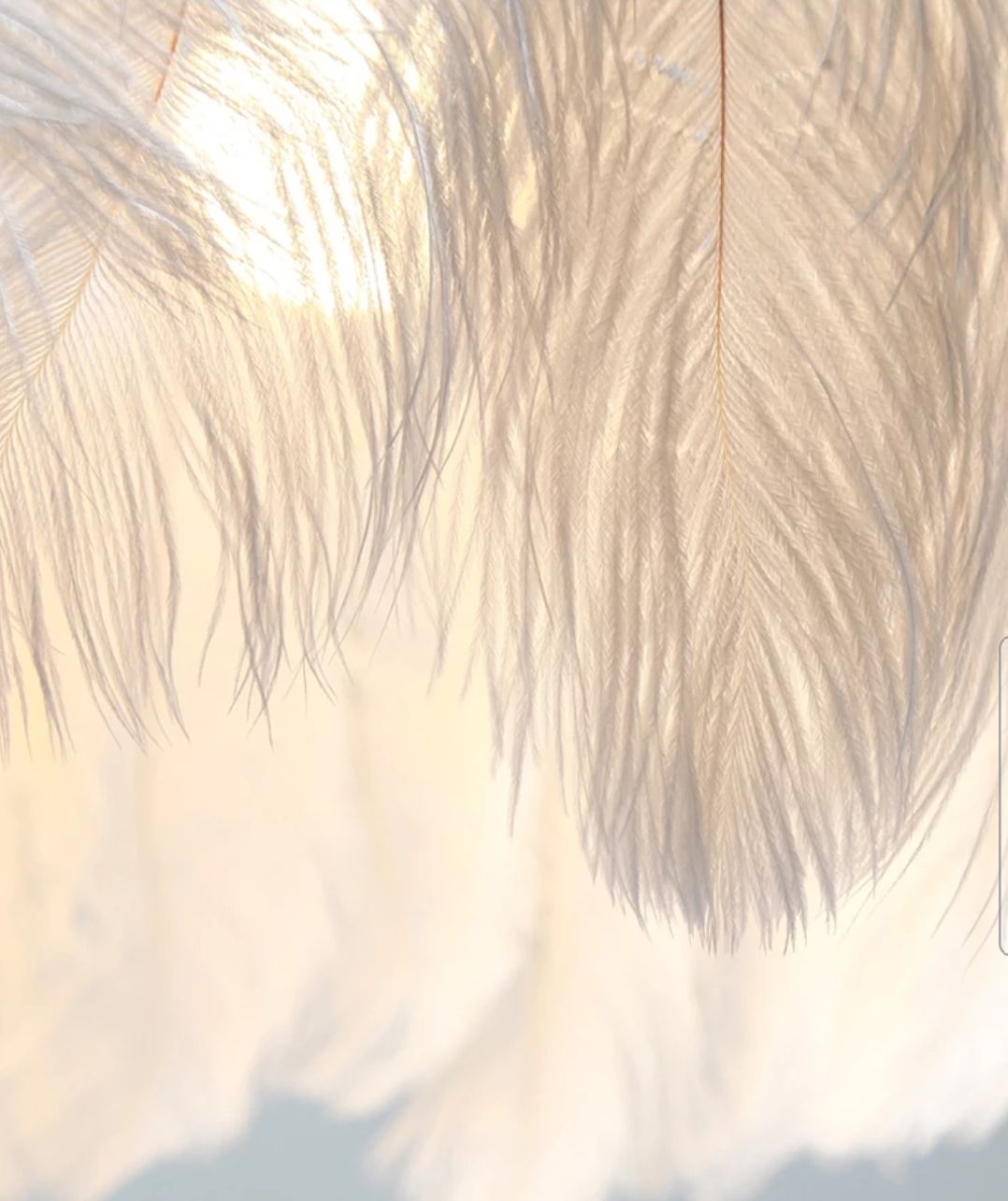 Lampada Da Soffitto Con Piume Boho App662 Gold