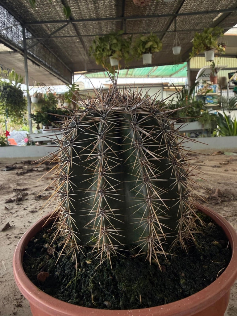 Cactus Saguaro (Carnegiea gigantea) in vaso 17 cm