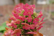 Gardenaria Ortensia - Hydrangea Quercifolia 'Ruby Slippers' - Pianta acidofila ornamentale da esterno Altezza: 40/50 cm (vaso19)
