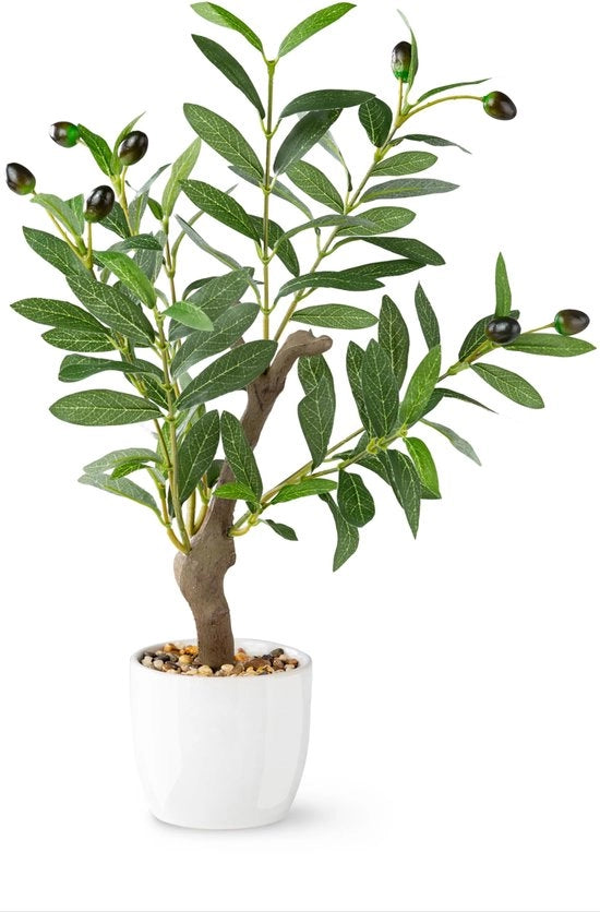 Pianta di Olivo in Ciotola di Ceramica Bianca (42 cm)