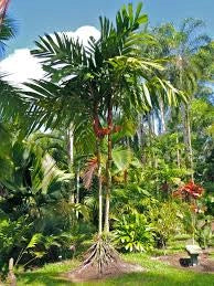 Areca vestiaria H 2 m vaso 45 – Palma tropicale a corona arancione foto reali