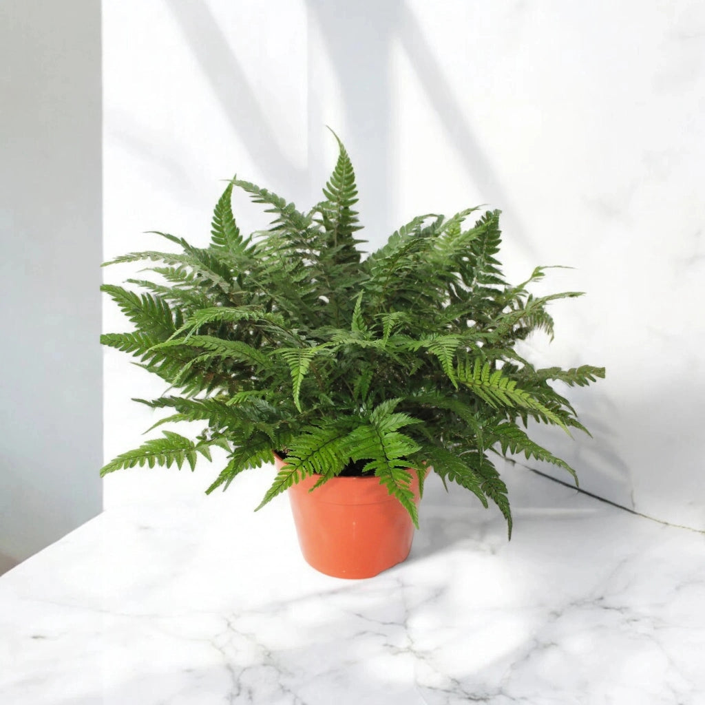 Gardenaria Athyrium spicatum - Pianta da interno ornamentale Altezza: 25cm (vaso 25)