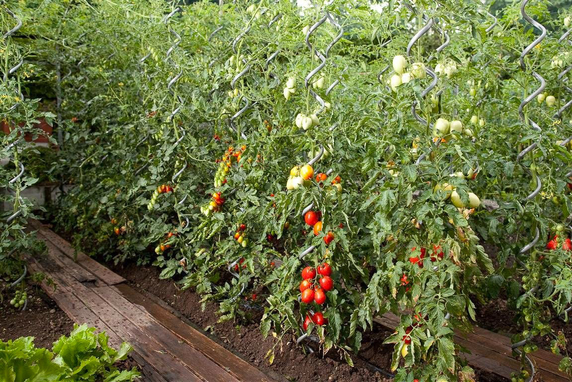 Set 10 Sostegni Tutori a Spirale per Piante Pomodori 180 cm in Acciaio Agrati