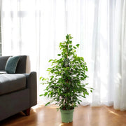 Gardenaria Ficus benjamina 'Exotica' - Pianta da interno ornamentale Altezza: 145 cm (vaso 27)